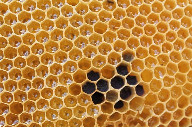 Пчелиные соты меда